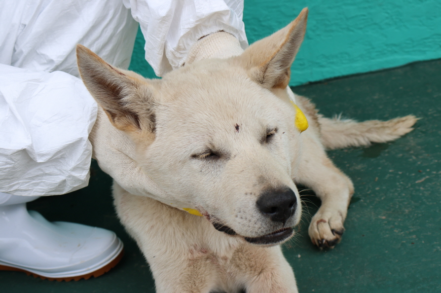 제주 동물보호센터_450650202301885