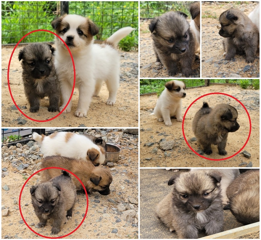 무안군유기동물보호소_446495202300137