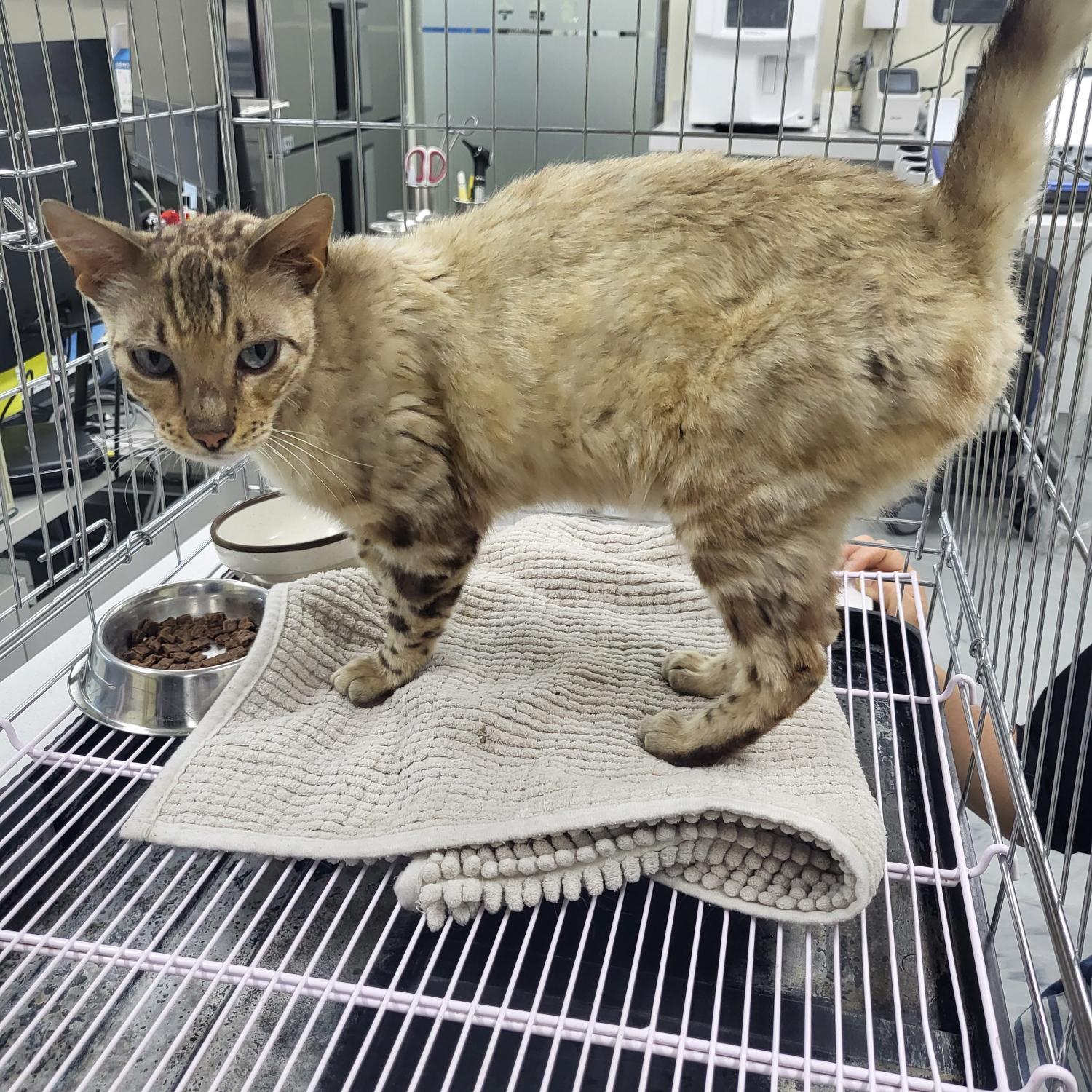 아산동물복지지원센터_444452202301275