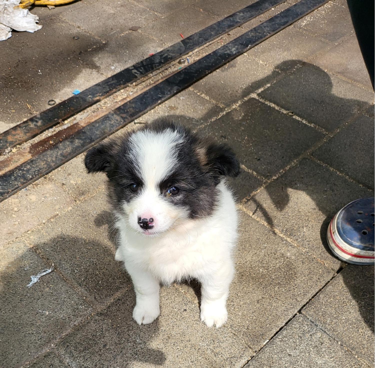 종합축산_447512202300384