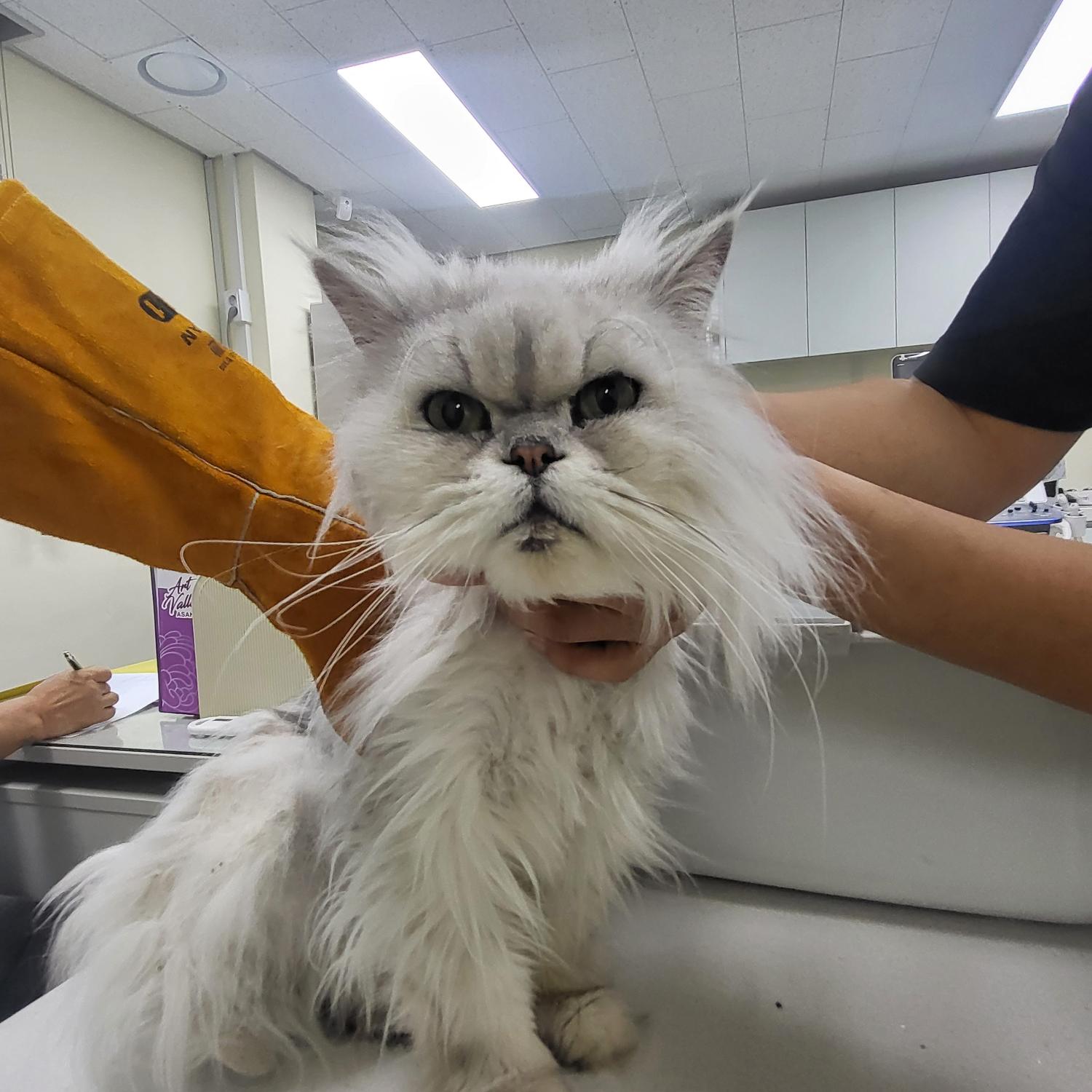 아산동물복지지원센터_444452202301274