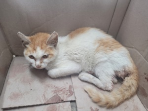 제주 동물보호센터_450650202301893