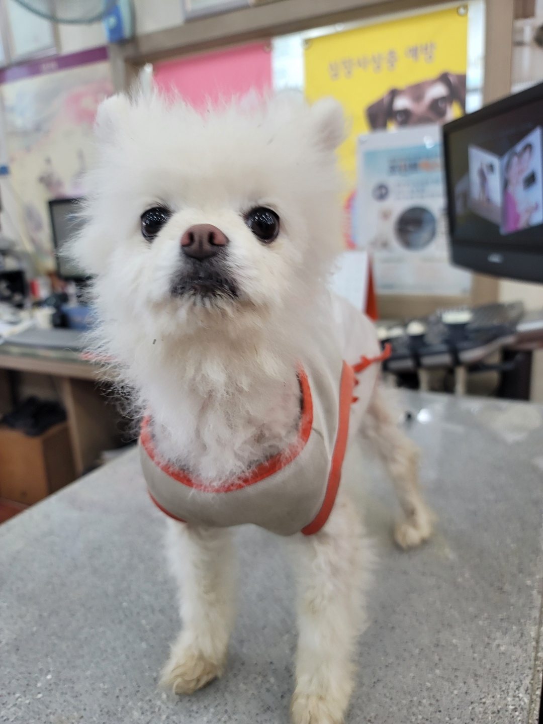 증평 가정견 훈련소_443445202300364