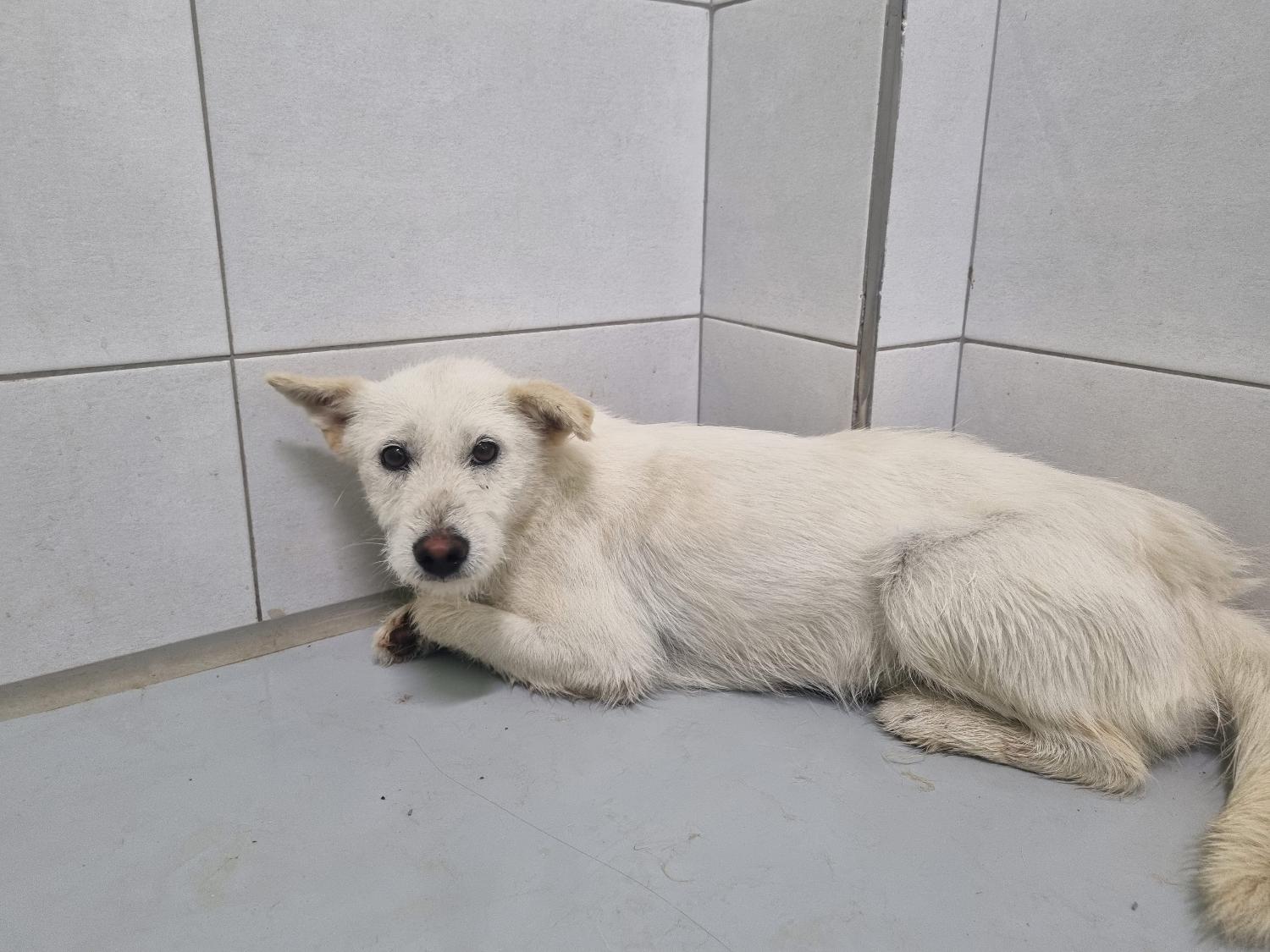 아산동물복지지원센터_444452202301279