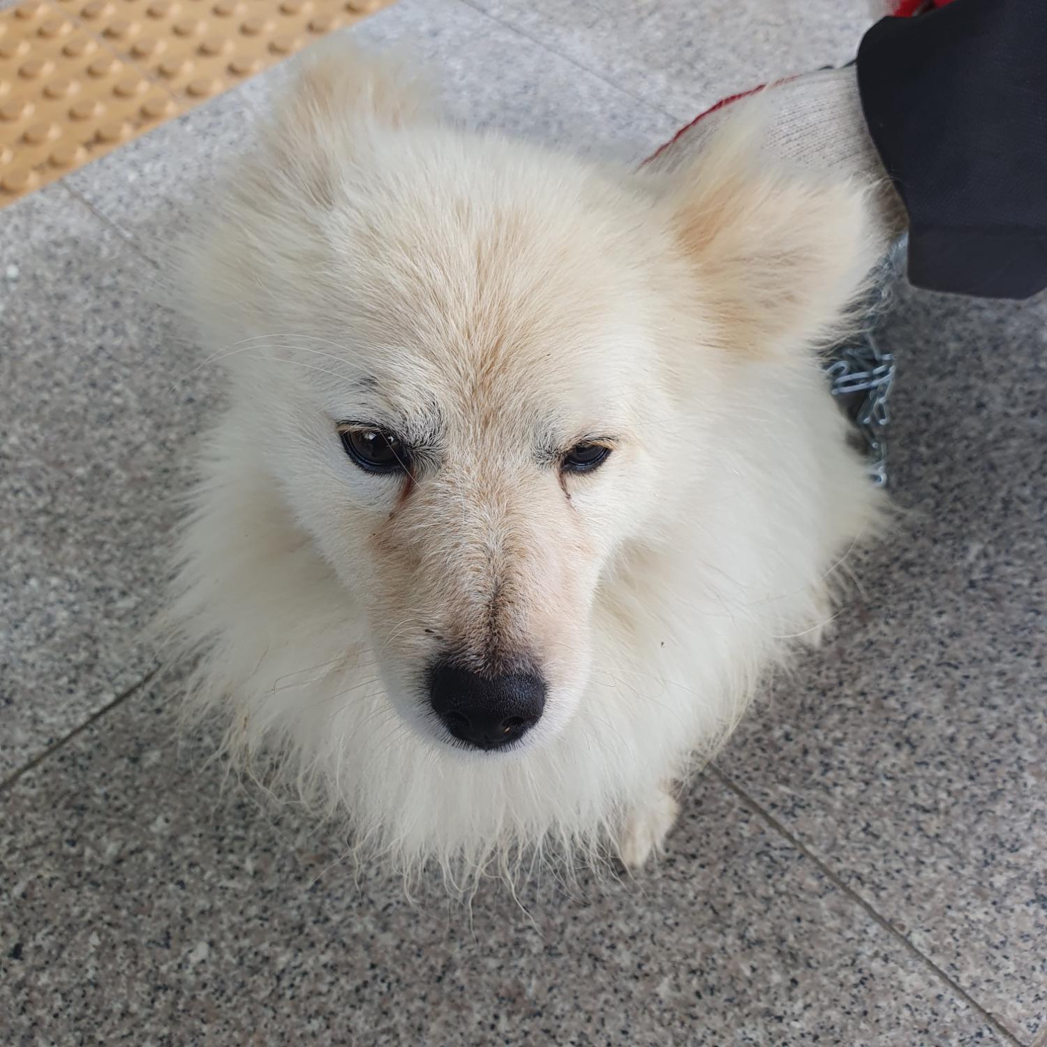 구미시 동물보호센터_447508202300730
