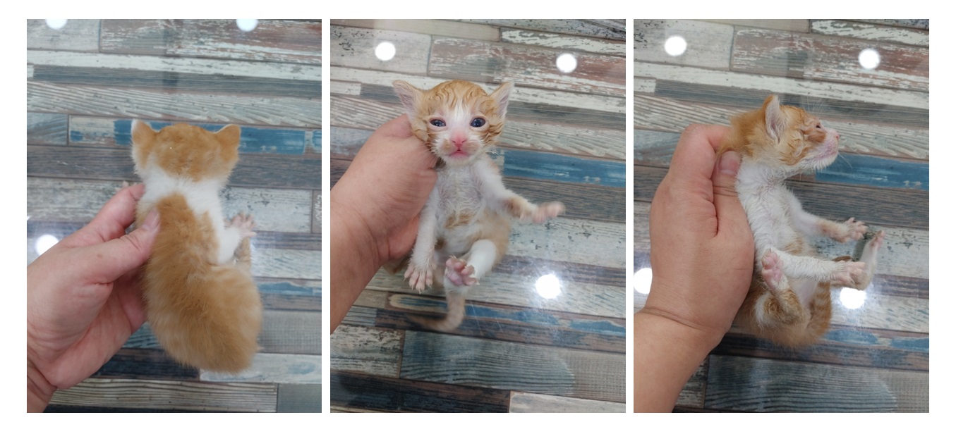 스타캣츠_441393202300959