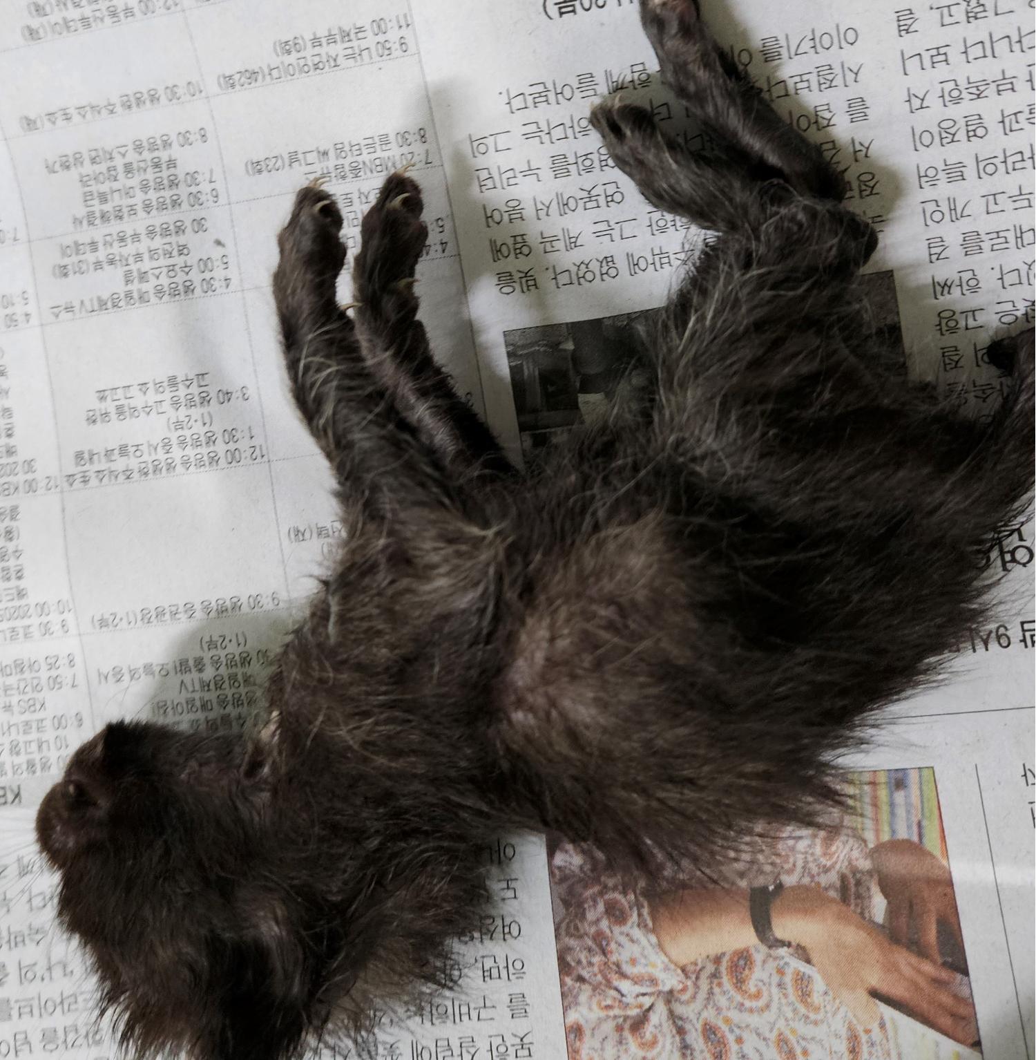 대구유기동물보호협회_427347202300507