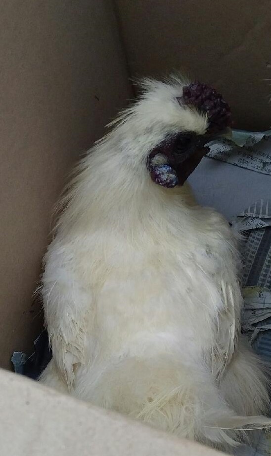 대구유기동물보호협회_427344202300179
