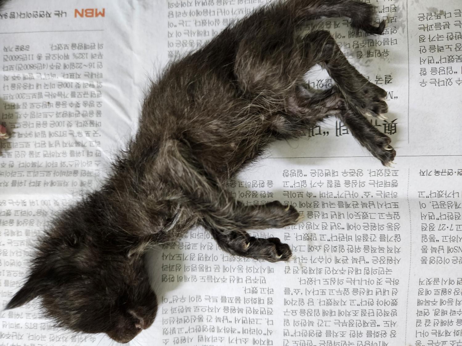 대구유기동물보호협회_427347202300508
