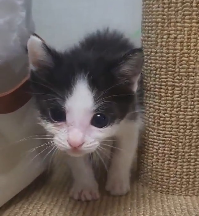 펫앤쉘터동물병원_441378202300730