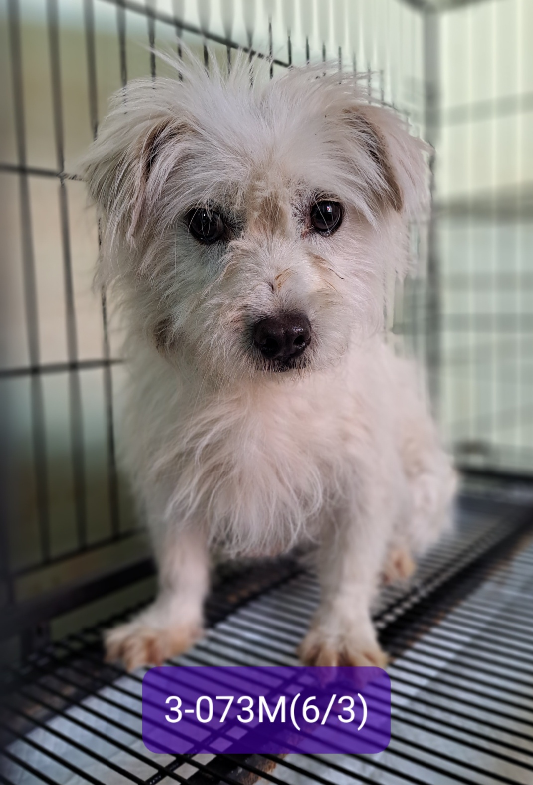 고성군유기동물보호소_448542202301308