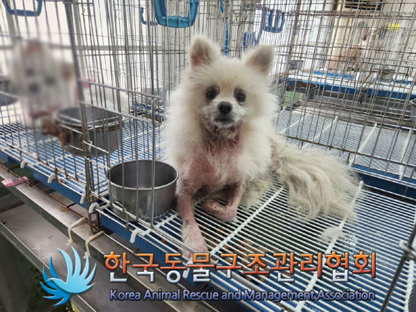 한국동물구조관리협회_411315202300378