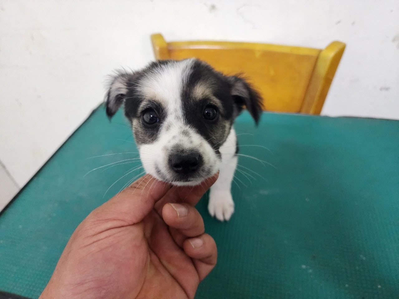 아산동물복지지원센터_444452202301284