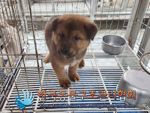 한국동물구조관리협회_441406202300805