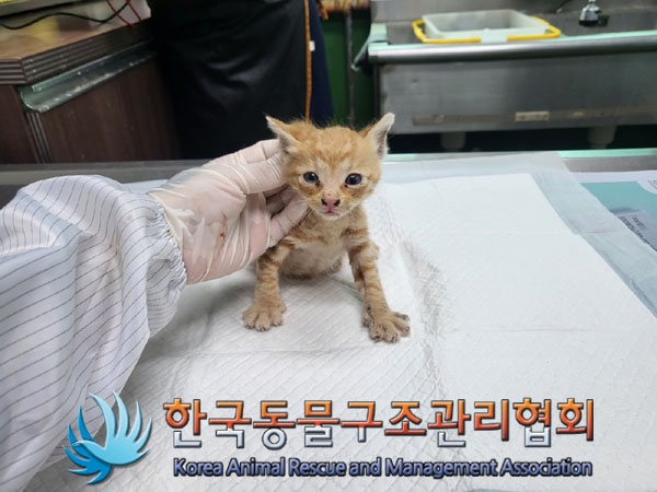 한국동물구조관리협회_411309202300211