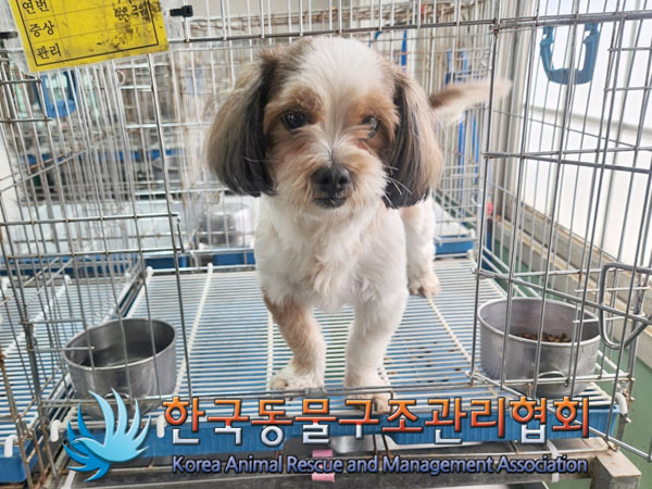 한국동물구조관리협회_441559202300418