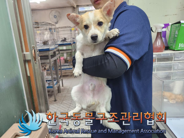 한국동물구조관리협회_441406202300802