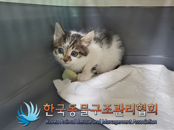 한국동물구조관리협회_411310202300258
