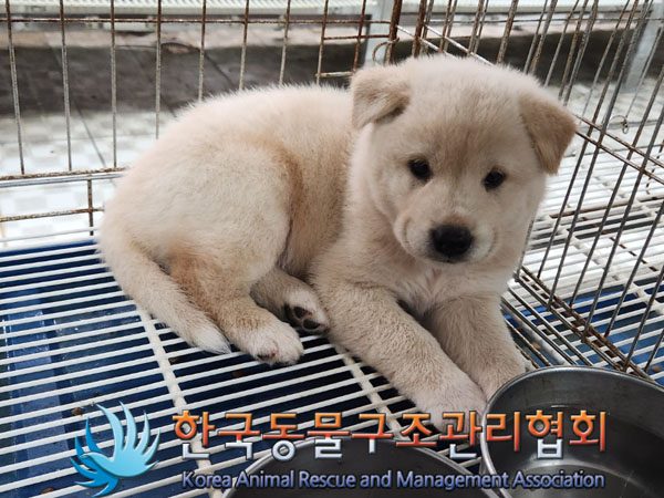 한국동물구조관리협회_441406202300806