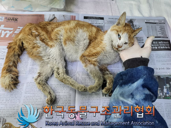 한국동물구조관리협회_411301202300317