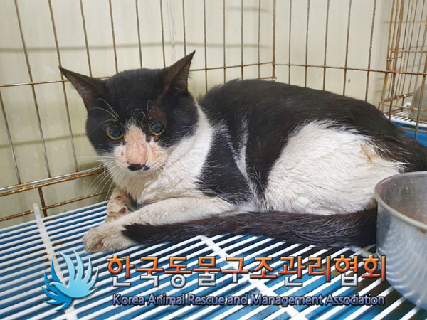 한국동물구조관리협회_411315202300379