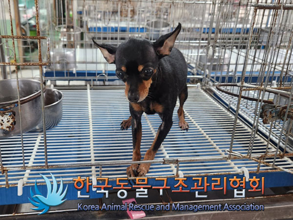 한국동물구조관리협회_441382202300401