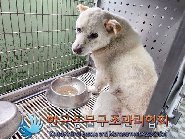 한국동물구조관리협회_441414202300387
