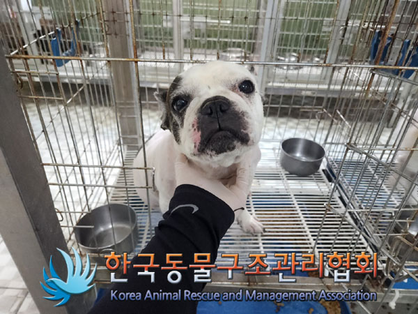 한국동물구조관리협회_441406202300804