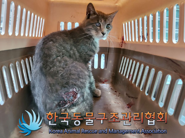 한국동물구조관리협회_441406202300807
