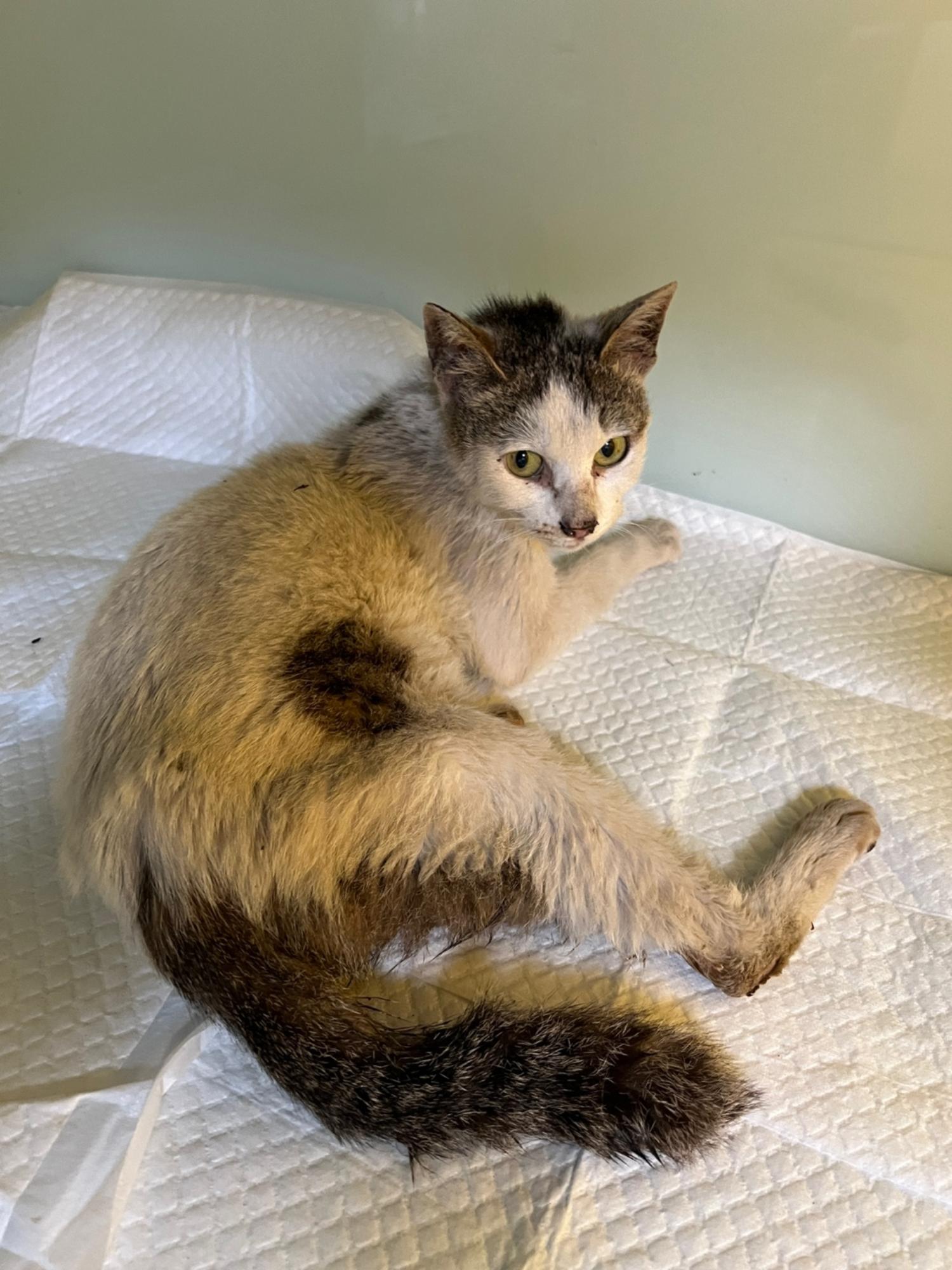 부산동물보호센터_426332202300236