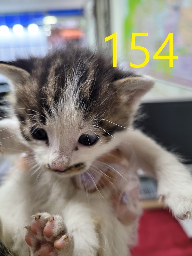 신영재동물병원_428355202300259