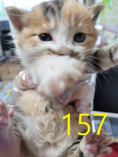 신영재동물병원_428355202300262