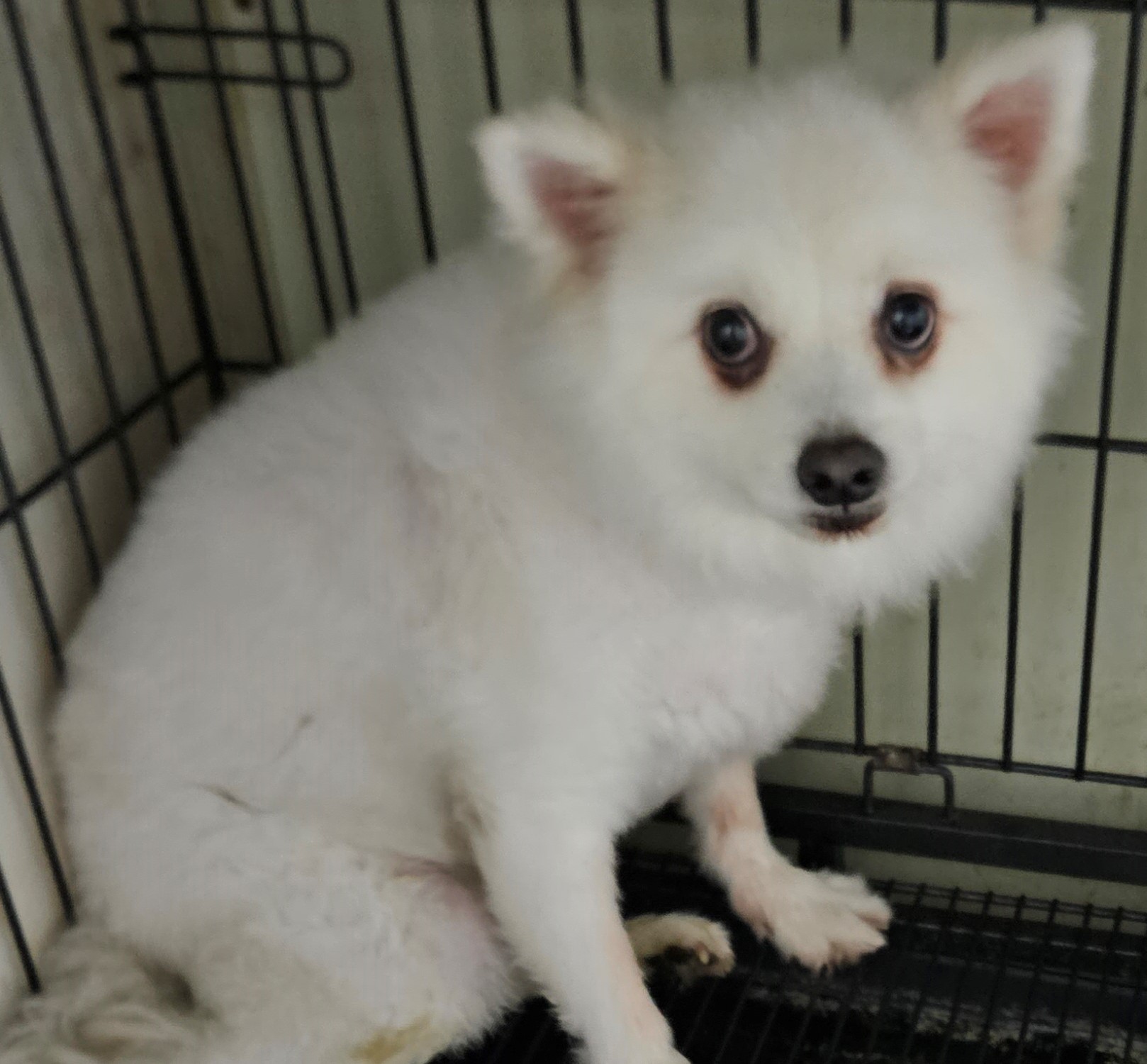 대구유기동물보호센터_427342202300364
