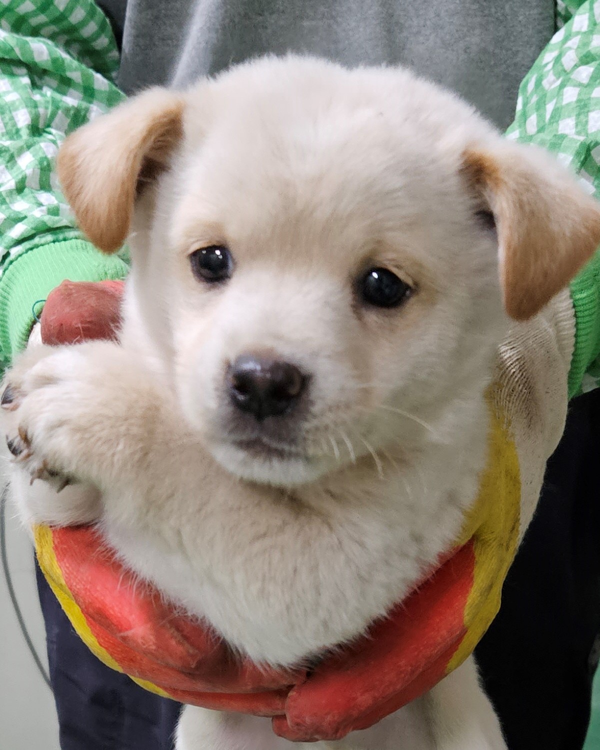 대구유기동물보호협회_427345202300387