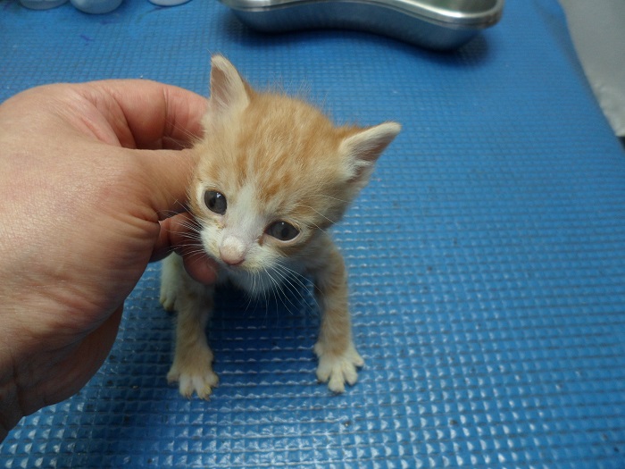 강현림동물병원_411314202300257
