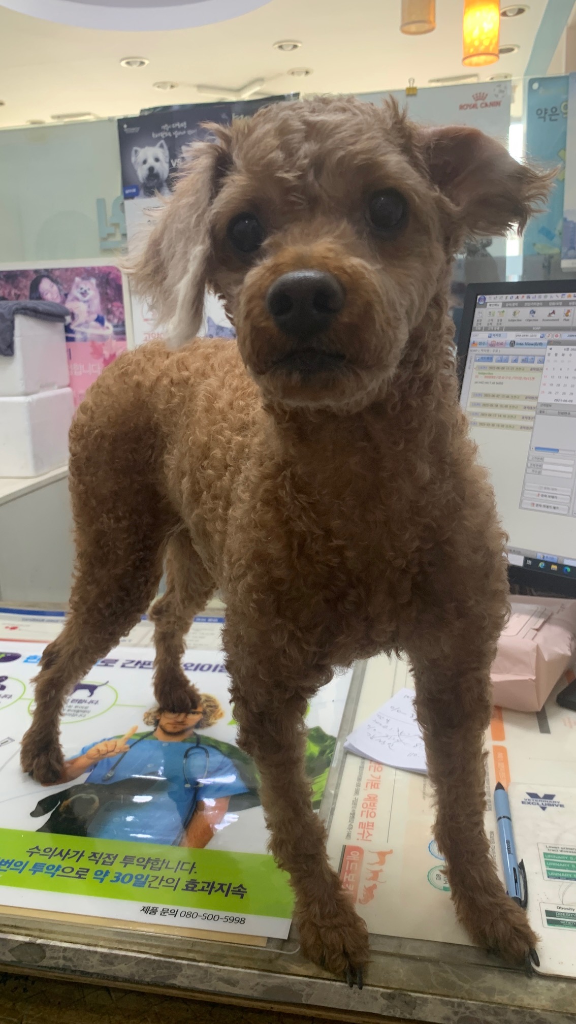 늘푸른동물병원_428354202300756