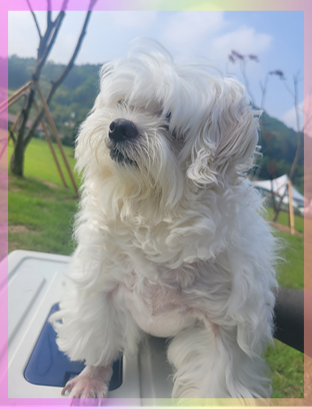 군산유기동물보호센터_445467202301001