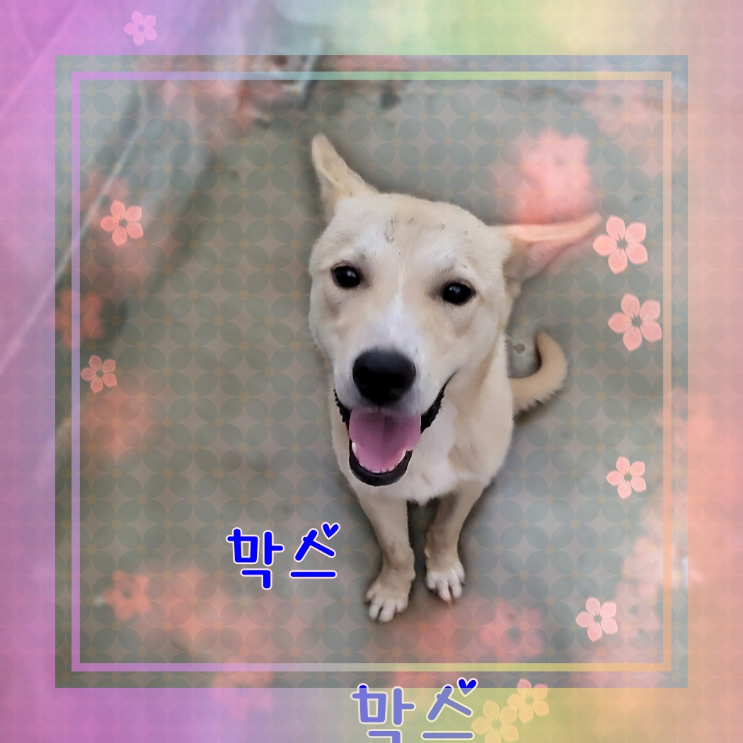 군산유기동물보호센터_445467202300997