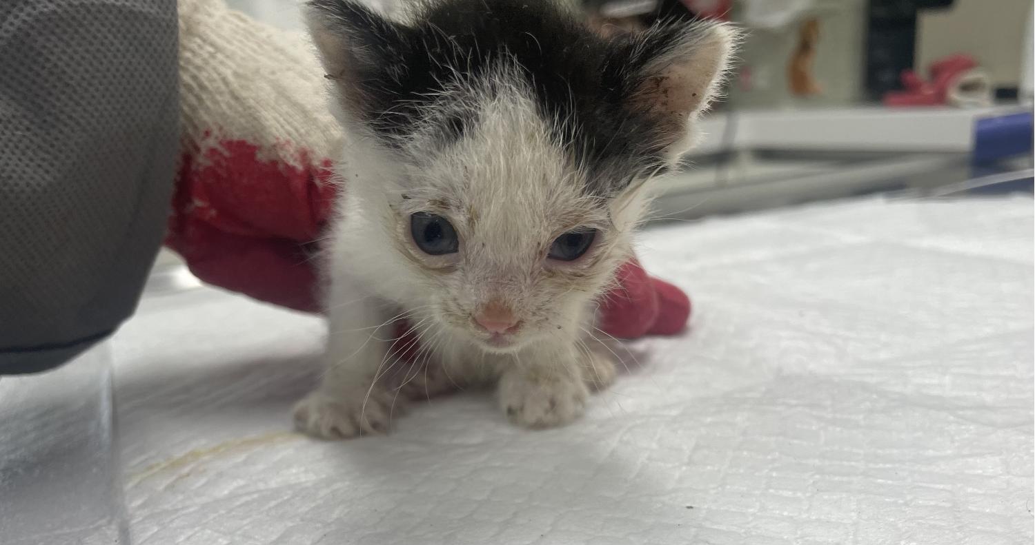 남양주시동물보호센터_441399202301468