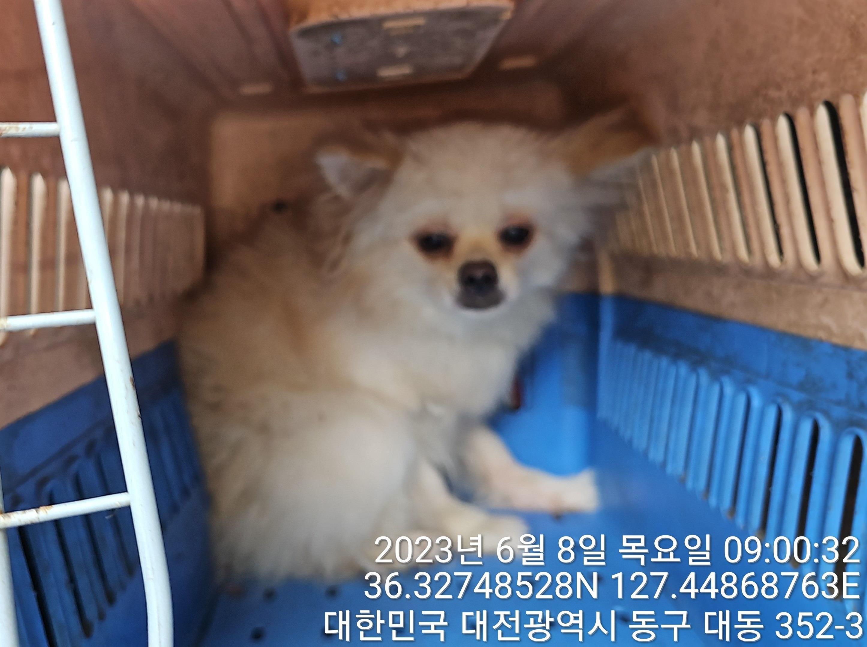 대전동물보호센터_430364202300187