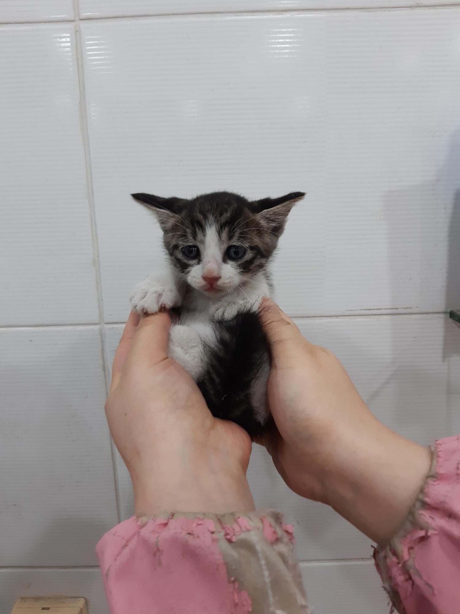 제니스동물병원_427346202300646