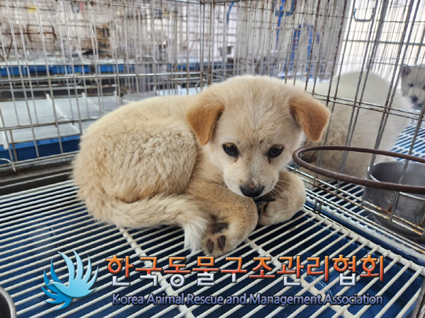 한국동물구조관리협회_441409202300921