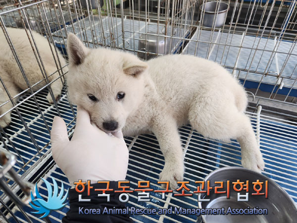 한국동물구조관리협회_441409202300923