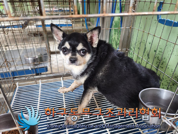 한국동물구조관리협회_441409202300924