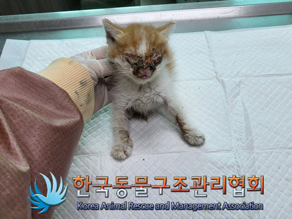 한국동물구조관리협회_441560202300731