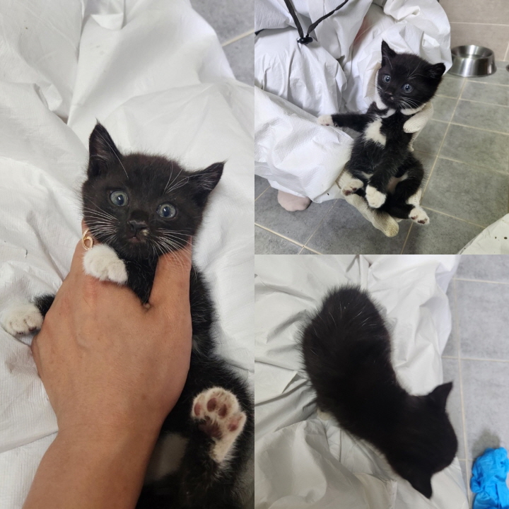 당진시동물보호소_444568202300521
