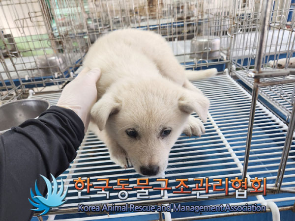 한국동물구조관리협회_441409202300922
