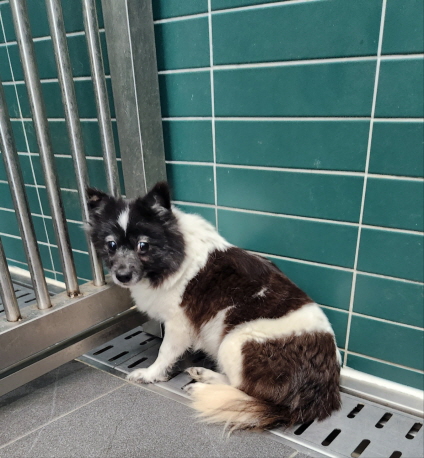 춘천시 동물보호센터_442418202300543