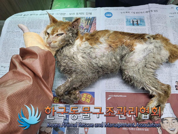 한국동물구조관리협회_411317202300157