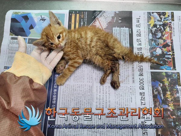 한국동물구조관리협회_441392202300116